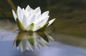 lotus